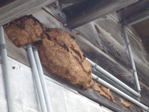 磐梯町で壁に奇妙な形のスズメバチの巣