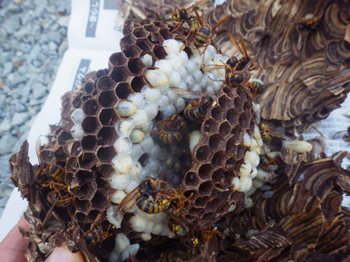 本宮市で撤去したキイロスズメバチバチの巣