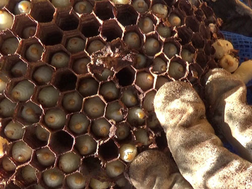 浅川町で掘り出し中のオオスズメバチの巣