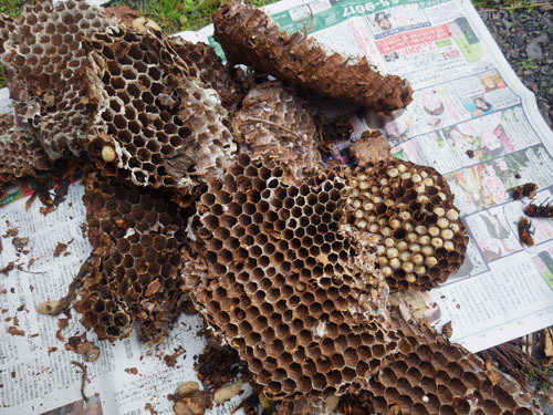 浅川町で駆除したオオスズメバチの巣