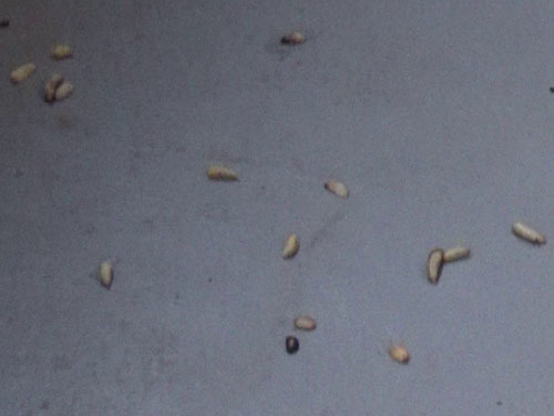 巣の下にある床に転がるキイロスズメバチの老熟幼虫（矢吹町、１０月中旬）