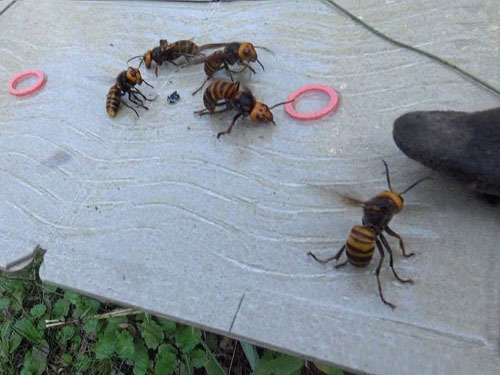 戻ってきたオオスズメバチを粘着板で捕虫（小野町）