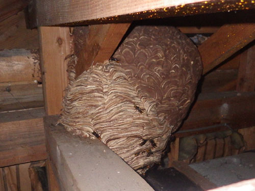 キイロスズメバチの古巣の中に作ったモンスズメバチの巣