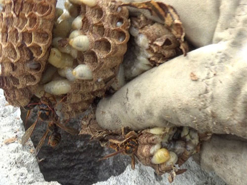 スズメバチの巣の撤去作業（田村市）