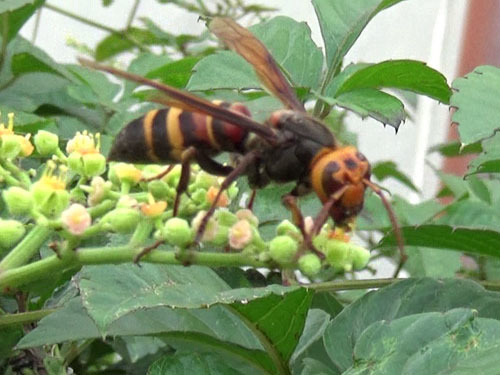 ヒメスズメバチと花蜜