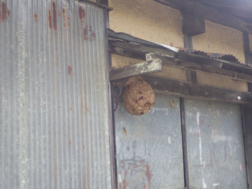 三春町でオオスズメバチ駆除現場での特徴