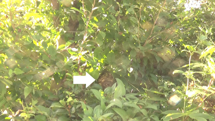 本宮市でスズメバチ駆除の現場