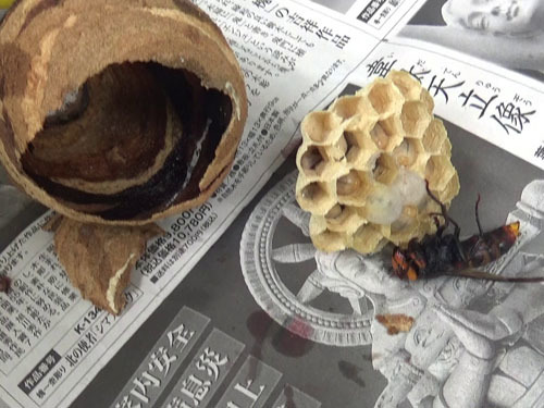 駆除したコガタスズメバチの逆とっくり型の巣(福島市）