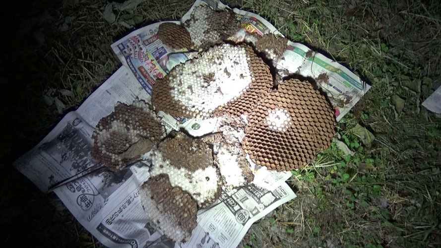 駆除したオオスズメバチの巣（本宮市岩根）