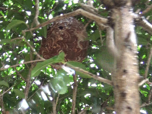 郡山市で庭木の中にスズメバチの巣があった現場