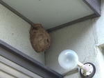 郡山市で一冬を越したコガタスズメバチの巣