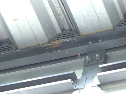 倉庫の軒下のスズメバチの巣を撤去（福島市）