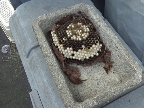中島村で植木鉢(表側)に作られていたスズメバチの母巣