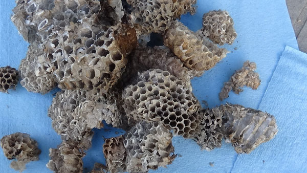 石川町で換気口の中にあったアシナガバチの廃巣