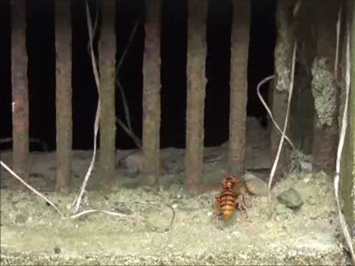 平田村で通気口を出入りするスズメバチ