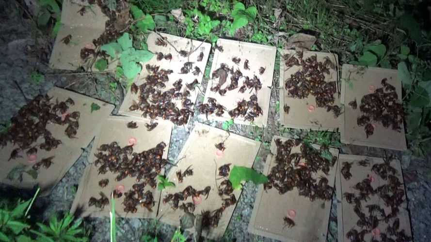 オオスズメバチを捕虫した粘着板（本宮市岩根）