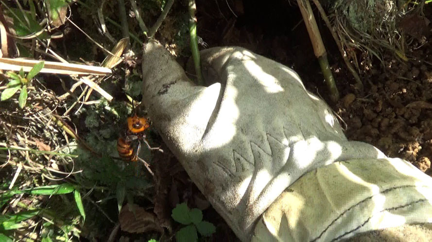 オオスズメバチの巣を撤去中（須賀川市）