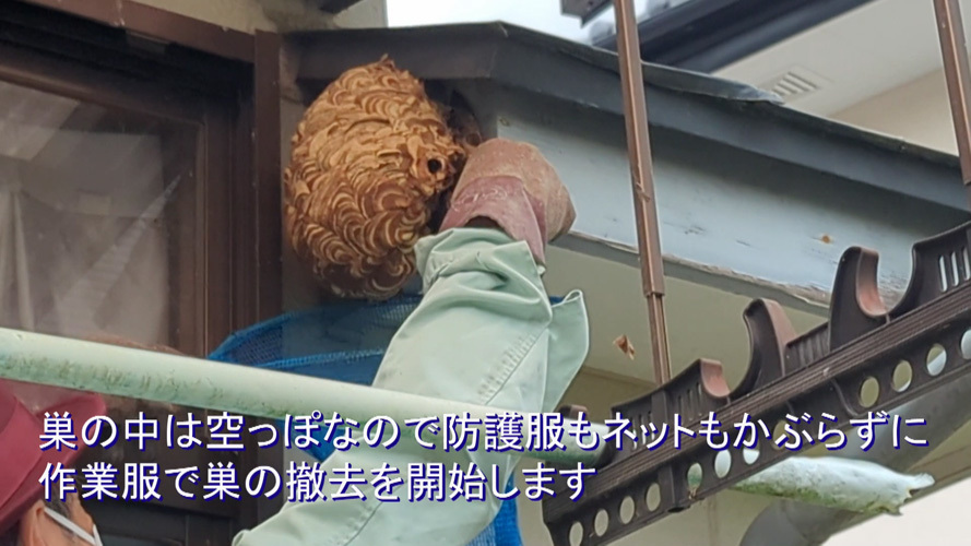 郡山市片平町で昨年のスズメバチの巣を撤去