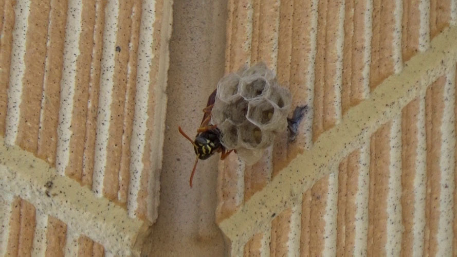 須賀川市でアシナガバチの女王蜂が壁に巣を作る