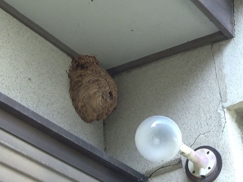 １階の軒下に一冬越したスズメバチの巣（郡山市）