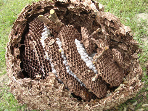キイロスズメバチの巣の巣盤