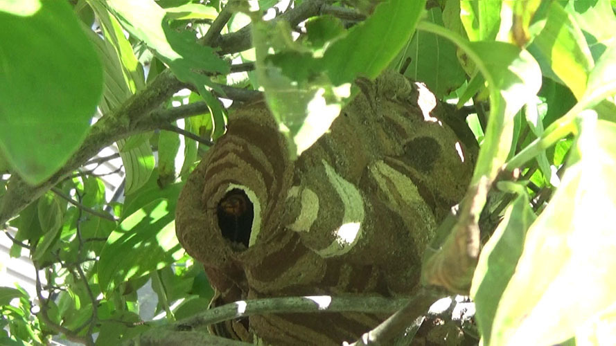 スズメバチの巣が枝葉に埋没（本宮市本宮）