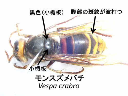 モンスズメバチを見分ける形態の特徴