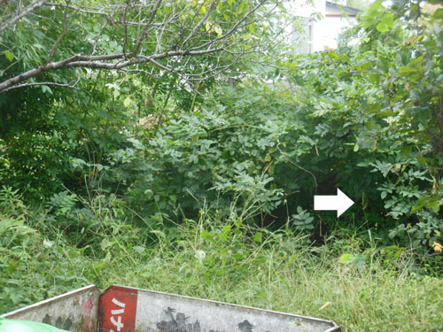 湯川村でスズメバチ駆除の現場