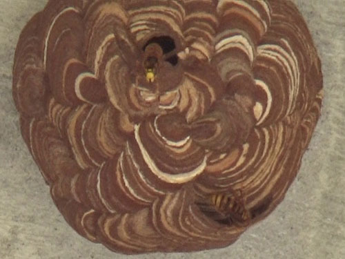 小野町でスズメバチ駆除