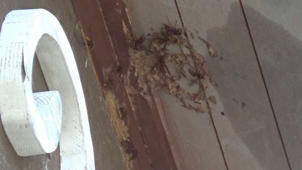 大玉村でスズメバチの巣を駆除撤去後の巣跡