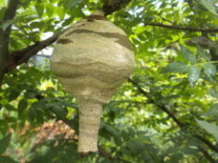 コガタスズメバチの初期巣