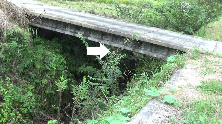 橋の下に作ったスズメバチの巣駆除の現場
