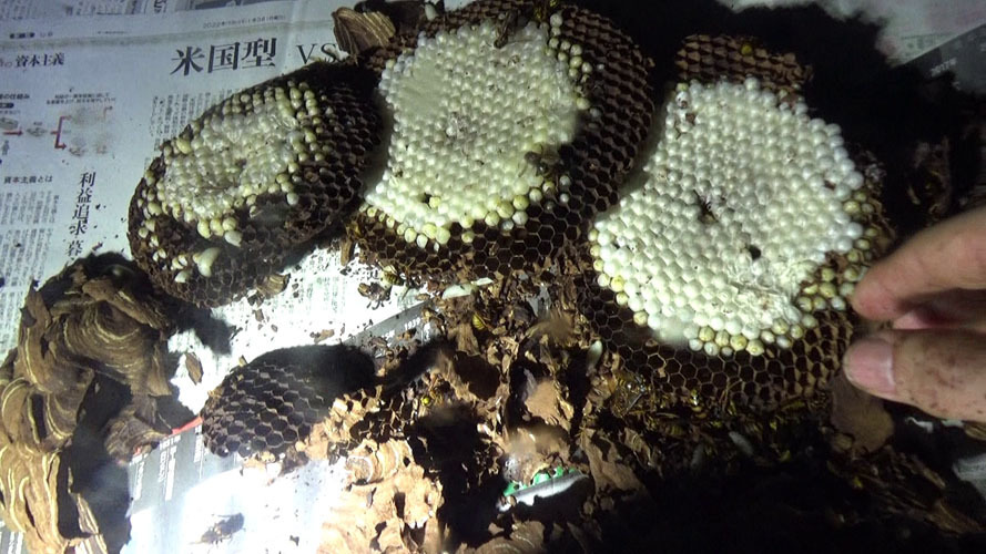 鏡石町で駆除したスズメバチの巣を解体