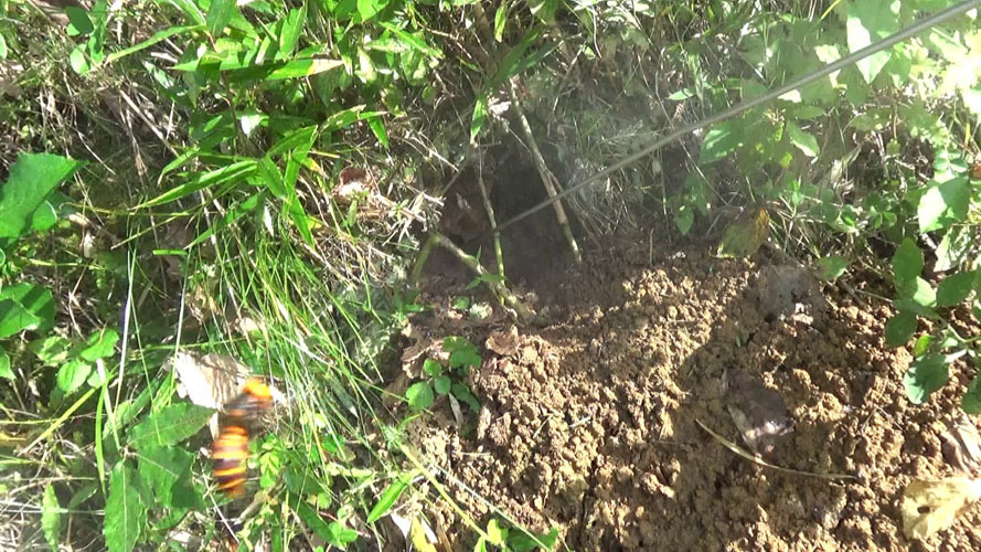 オオスズメバチの巣にノズルで殺虫剤を注入（須賀川市）