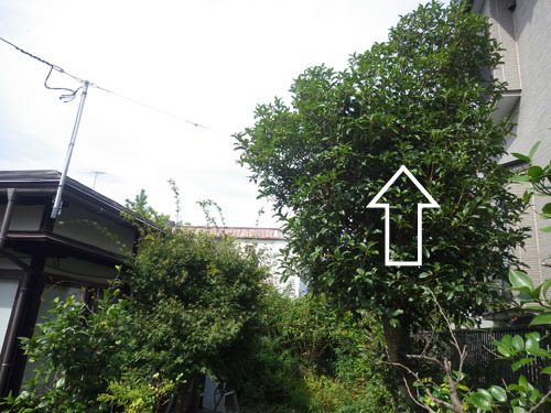 庭木の中にスズメバチの巣があった現場（会津若松市）