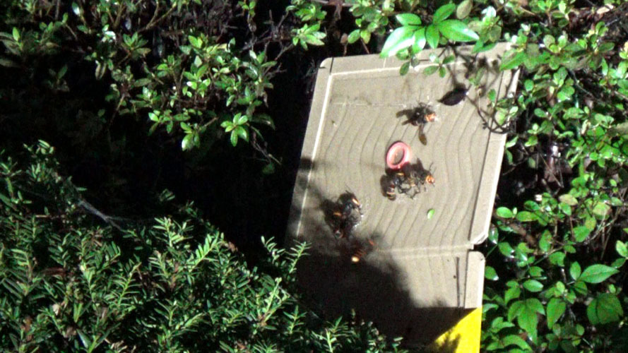 郡山市で巣跡に戻るスズメバチを粘着板で捕虫