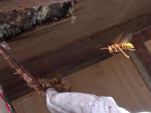スズメバチの巣を取りだすため、軒裏を切る（田村市）