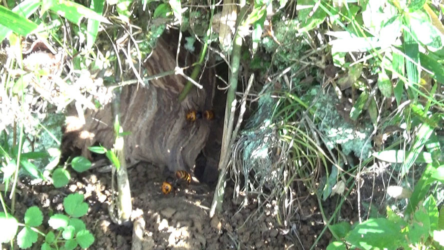 オオスズメバチの巣の全貌（須賀川市）