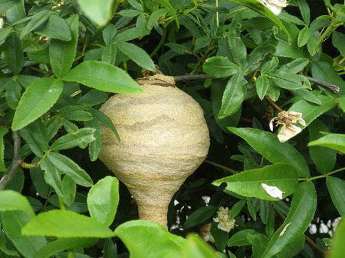 逆とっくり型のコガタスズメバチの初期巣（須賀川市）