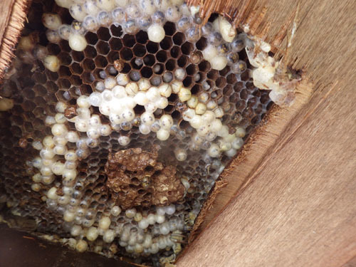 軒裏天井に作られたスズメバチの巣（田村市）