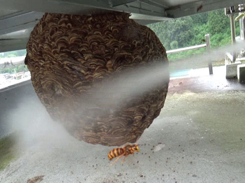 スズメバチの巣に殺虫剤をスプレー（小野町）