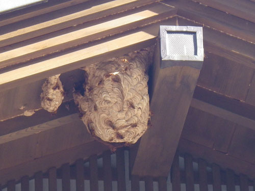 キイロスズメバチの巣の本体は、軒下ではなく 軒裏天井にあった（白河市）
