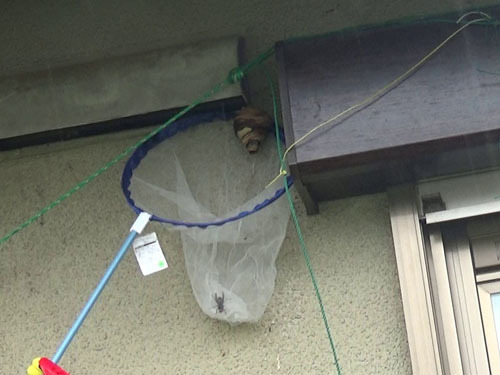 スズメバチの巣をネットで撤去（福島市）