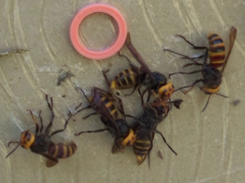 スズメバチの小さな巣を粘着板で駆除（猪苗代町）