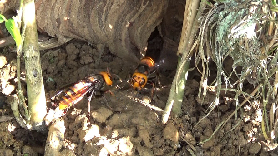 オオスズメバチの巣の巣門（須賀川市）