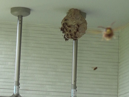 ベランダの天井にキイロスズメバチの巣（田村市）