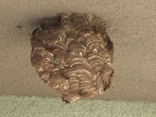 ベランダ天井のスズメバチの巣（玉川村）