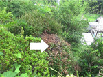 天栄村でキイロスズメバチの巣駆除