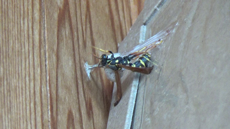 郡山市でアシナガバチを粘着板で捕虫する