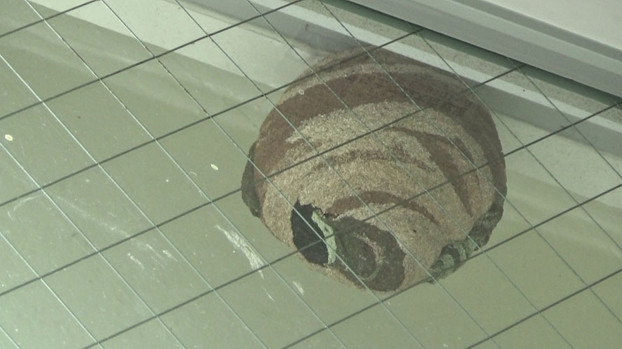 郡山市で駆除した窓枠のスズメバチの巣